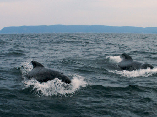 Whales in Cape Breton