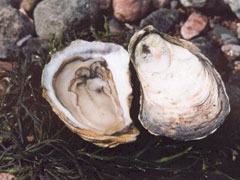 oyster meat